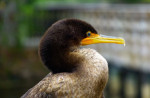 Anhinga, dé aalscholver van Florida